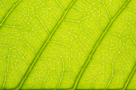 Background pattern of leaf