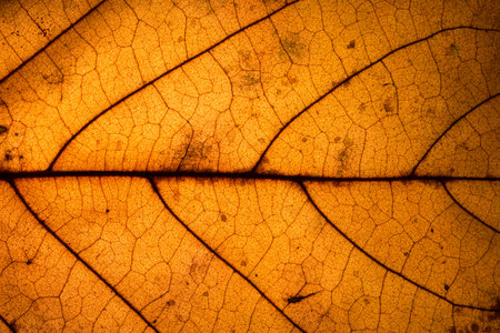 Background pattern of leaf