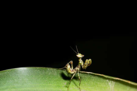 Macro Mantisの写真素材