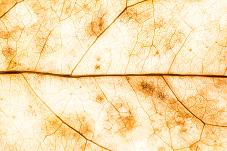 Background texture of leaf