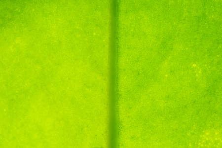 Background texture of leafの写真素材