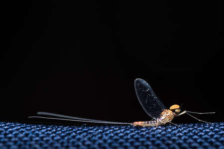 Mayfliesの写真素材