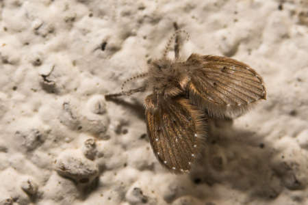 mothの写真素材