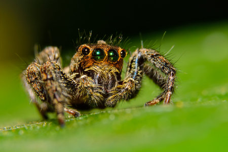 Macro spider colorful background