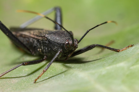 Assassin bug