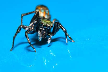 macro spider (soft focus)の写真素材