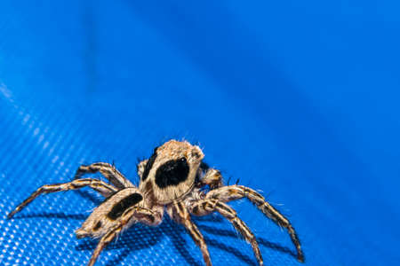 Macro spider colorful backgroundの写真素材