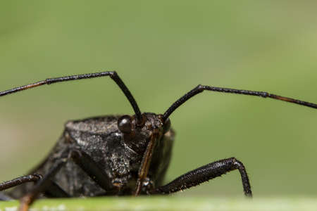 Assassin bugの写真素材