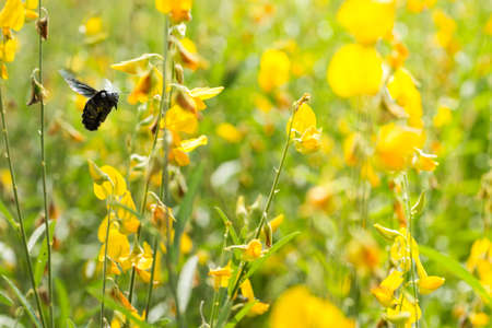 Bumble Bee swarm flying flowersの写真素材