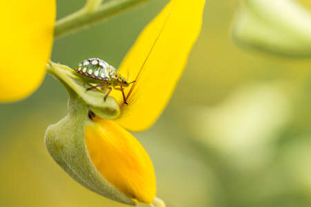 STINK BUGSの写真素材