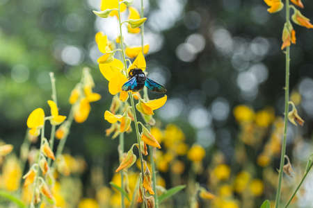 Bumble Bee swarm flying flowersの写真素材