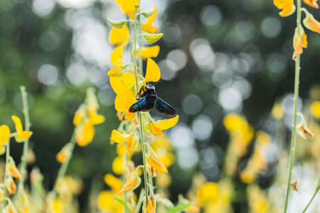 Bumble Bee swarm flying flowersの写真素材