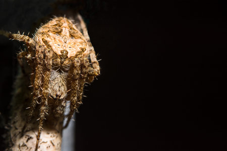 Macro Spider barn orbweaver