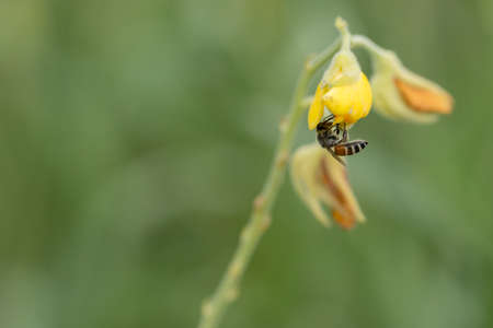 macro beeの写真素材