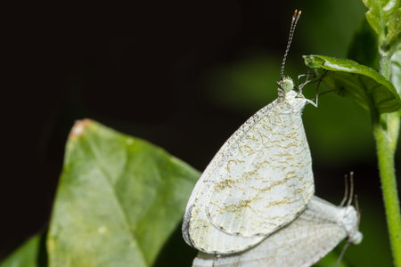 Macro moths are mating