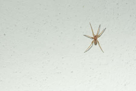 Spider macroの写真素材