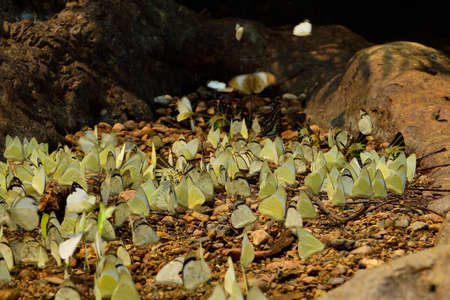 butterflies flockの写真素材