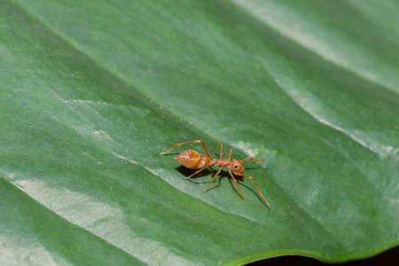 Mimic red ant spiderの写真素材
