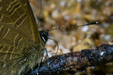 macro butterfly