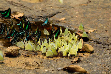 Butterflyの写真素材