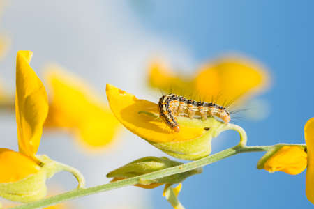 Macro caterpillarの写真素材