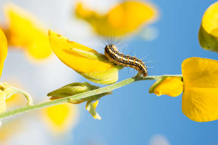 Macro caterpillarの写真素材