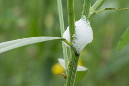 Check nest eggs of insectsの写真素材