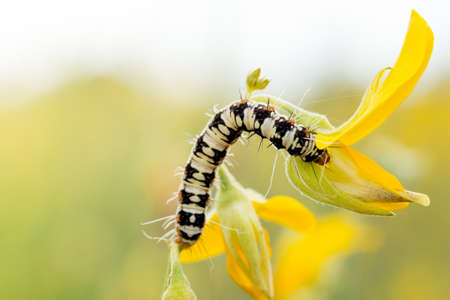 Macro caterpillarの写真素材
