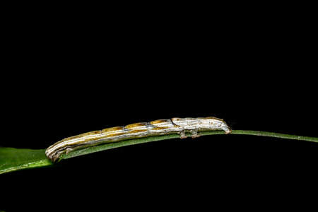 Macro caterpillarの写真素材