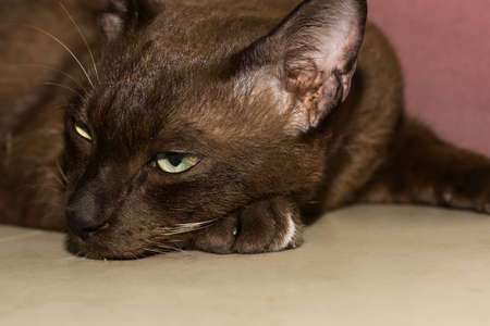 cat thailandの写真素材