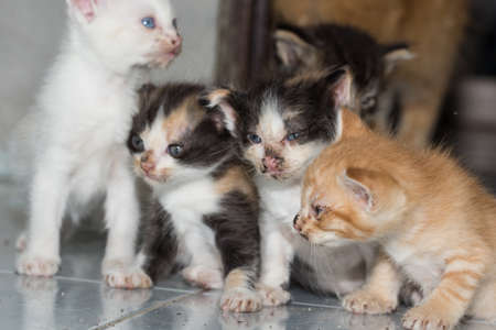 Baby Catの写真素材