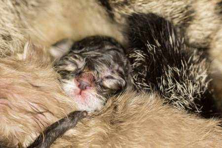 Kittens Need Birthの写真素材