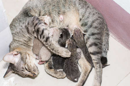 Baby Catの写真素材