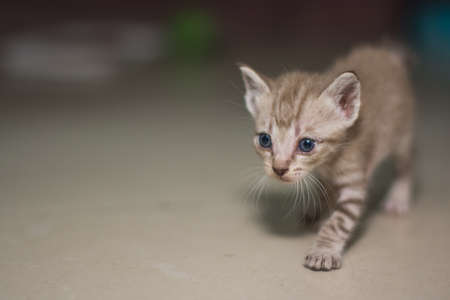 Baby Catの写真素材