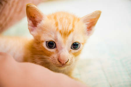 Orange catの写真素材