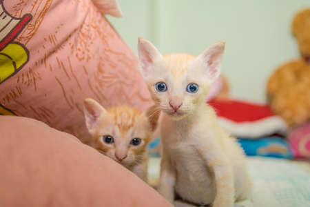 Orange catの写真素材