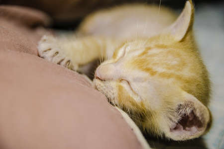 Orange catの写真素材