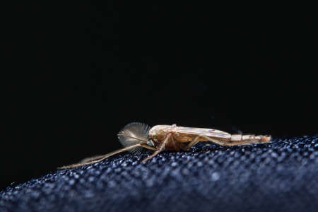 Macro chironomidsの写真素材