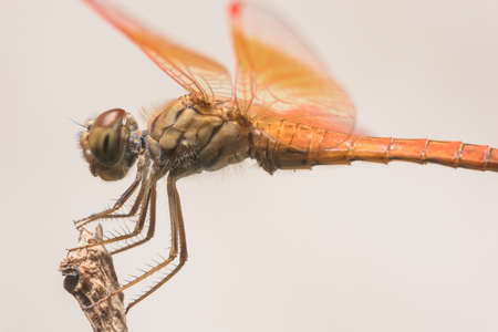 Macro Dragonfly wingsの写真素材