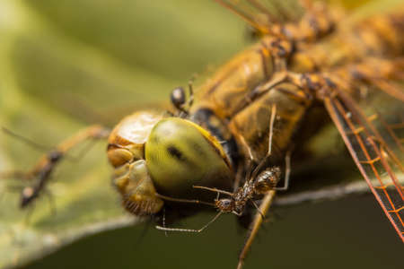 Ants feed on the remains of a dragonflyの写真素材