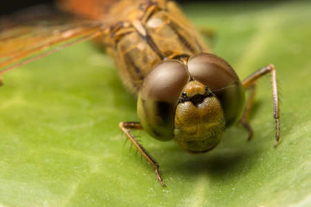 Macro dragonfly smileの写真素材