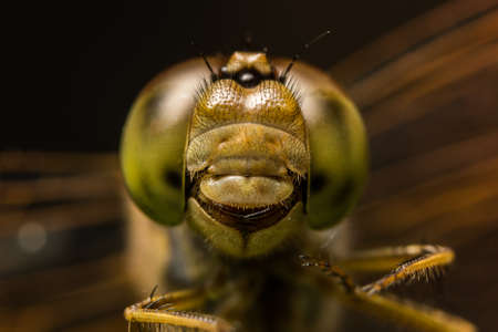 Macro dragonfly smileの写真素材