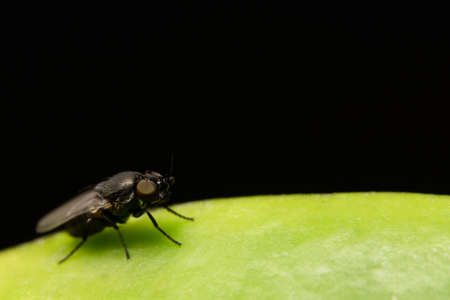 Macro Drosophilaの写真素材