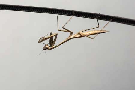Mantis Brownの写真素材