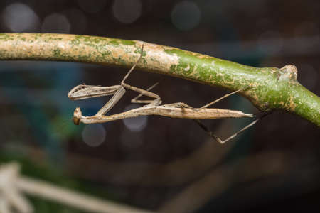 Mantis Brownの写真素材