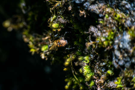 macro grasshopperの写真素材