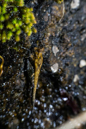 macro grasshopperの写真素材