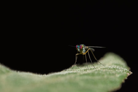 long-legged flies