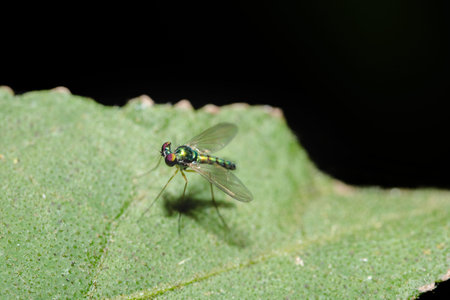 long-legged flies