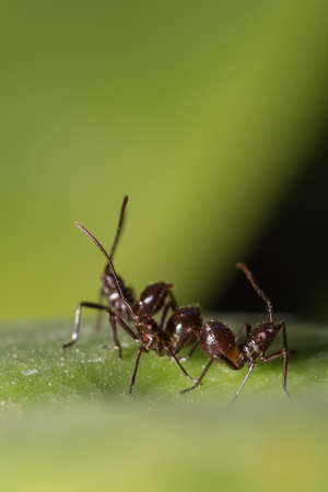 macro Ant Brownの写真素材